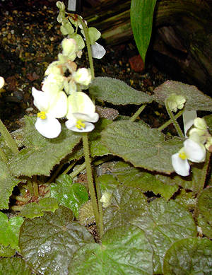 B. intermixta